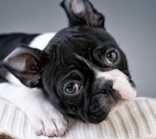 Собака бостон-тер'єр опис породи, фото, ціна цуценят, відгуки