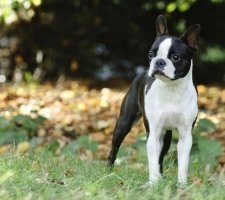 Descrierea rasei Dog Boston Terrier, poza, pretul cateluselor, recenzii
