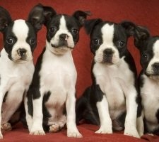 Собака бостон-тер'єр опис породи, фото, ціна цуценят, відгуки