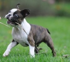 Descrierea rasei Dog Boston Terrier, poza, pretul cateluselor, recenzii