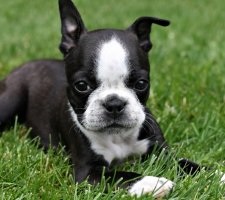 Descrierea rasei Dog Boston Terrier, poza, pretul cateluselor, recenzii