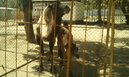 Un câine cu cinci picioare, oi cu trei, patru și cinci coarne - locuitori ai grădinii zoologice din Dushanbe