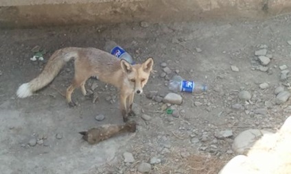 Un câine cu cinci picioare, oi cu trei, patru și cinci coarne - locuitori ai grădinii zoologice din Dushanbe