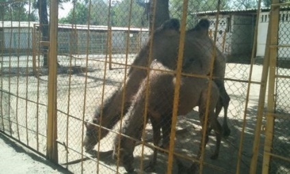 Un câine cu cinci picioare, oi cu trei, patru și cinci coarne - locuitori ai grădinii zoologice din Dushanbe