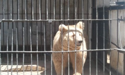 Un câine cu cinci picioare, oi cu trei, patru și cinci coarne - locuitori ai grădinii zoologice din Dushanbe