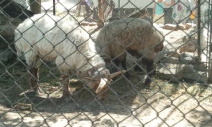 Un câine cu cinci picioare, oi cu trei, patru și cinci coarne - locuitori ai grădinii zoologice din Dushanbe