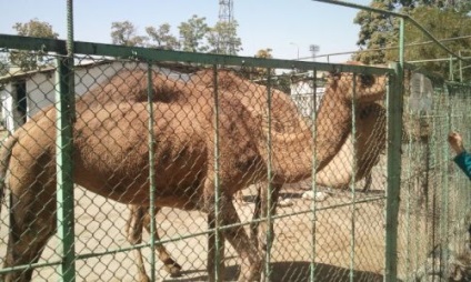 Un câine cu cinci picioare, oi cu trei, patru și cinci coarne - locuitori ai grădinii zoologice din Dushanbe