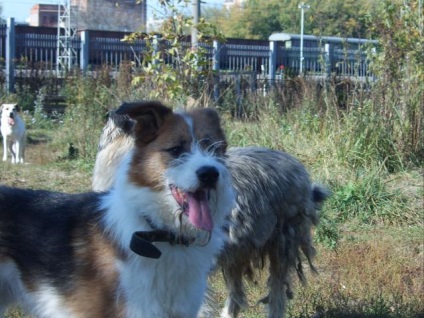 Dog Stefan caută o casă