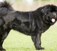 Câine tibetană Mastiff descriere rasa, poze, prețul de pui, comentarii