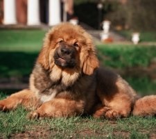 Собака тибетський мастиф опис породи, фото, ціна цуценят, відгуки