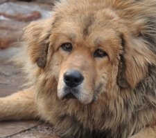 Câine tibetană Mastiff descriere rasa, poze, prețul de pui, comentarii