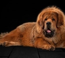 Câine tibetană Mastiff descriere rasa, poze, prețul de pui, comentarii