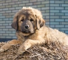 Câine tibetană Mastiff descriere rasa, poze, prețul de pui, comentarii