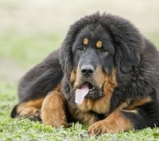 Câine tibetană Mastiff descriere rasa, poze, prețul de pui, comentarii