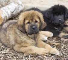 Câine tibetană Mastiff descriere rasa, poze, prețul de pui, comentarii