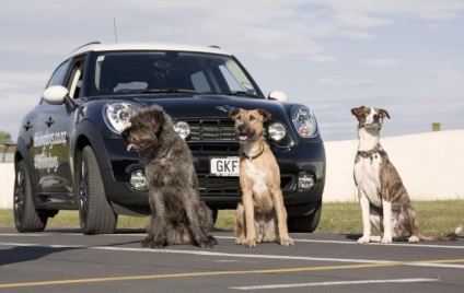 Собака управляє автомобілем - екологічний дайджест