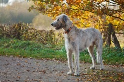 Dog wolfhound - descrierea rasei, prețului și fotografiilor câinelui