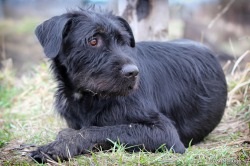 Dog wolfhound - descrierea rasei, prețului și fotografiilor câinelui