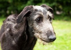 Dog wolfhound - descrierea rasei, prețului și fotografiilor câinelui