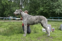 Dog wolfhound - descrierea rasei, prețului și fotografiilor câinelui