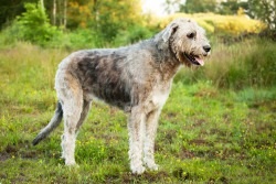 Dog wolfhound - descrierea rasei, prețului și fotografiilor câinelui