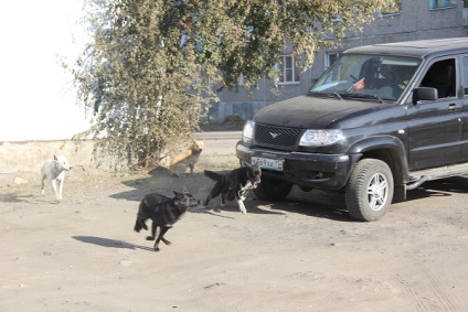 Câine în stradă nu este locul - revizuirea Chita