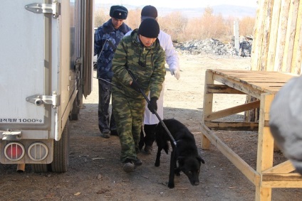 Собаці на вулиці не місце - Читинському огляд