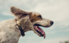 Câini și proprietari de fotografie ai proprietarilor de câini împreună cu micuții lor prieteni, Likit