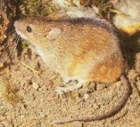 Conținutul de soareci acasă, mouse, mouse, mouse-ul, mouse-ul, mouse-ul, mus musculus linnaeus