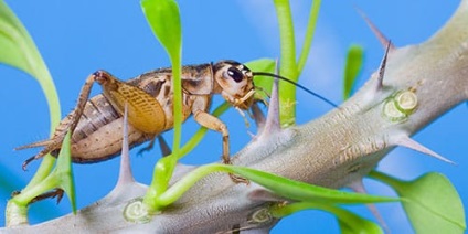 Dream vis de un cricket în care visele de un cricket într-un vis