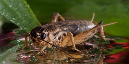 Álomértelmezés Cricket Cricket mi álmok alvás közben