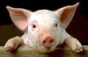 Un cap de porc visat tăiat cu sânge pentru a vedea într-un vis despre ce visează
