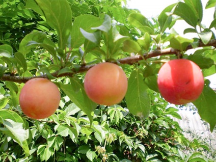 Plum Peach sortează poza, descriere, descriere, caracteristici