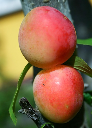 Plum Peach sortează poza, descriere, descriere, caracteristici