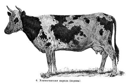Список поширених порід великої рогатої худоби на території Росії
