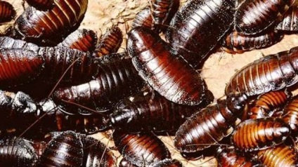 Fura fóbiák (23 kép) (fóbia) Fura fóbiák (23 fotó)