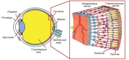 Будова і функуціі сітківки ока людини - повна інформація