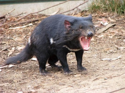 Diavolul marsupial