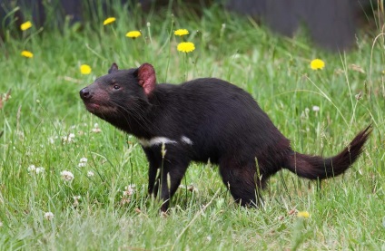 Diavolul marsupial este un animal rar