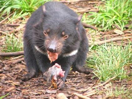 Diavolul marsupial este un animal rar