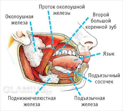 Сухість у роті при вагітності - спрага під час вагітності