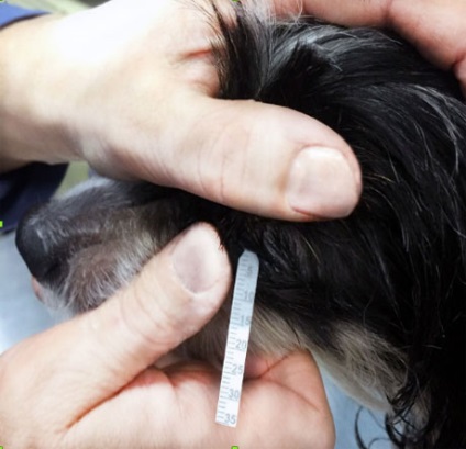 Sindromul de uscăciune uscată kerato-conjunctivită la câini