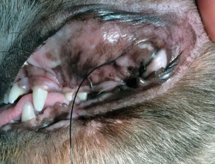 Сухий керато-кон'юнктивіт синдром сухого ока у собак