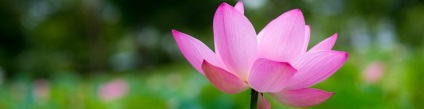 Sfânta frumusețe a lotusului