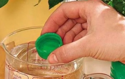 Tabernaemontana különös gondot otthon (tabernaemontana sárga levelek) Tabernaemontana különös gonddal otthon