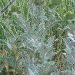 Tatarnik proprietăți și contraindicații medicinale, iarba ghimpată, aplicare în oncologie, plante