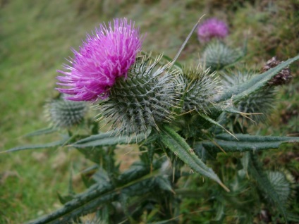 Thistle gyógyszer tulajdonságait, és ellenjavallatok szögesdrót fű, alkalmazás az onkológia, a növényi