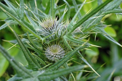 Tatarnik proprietăți și contraindicații medicinale, iarba ghimpată, aplicare în oncologie, plante