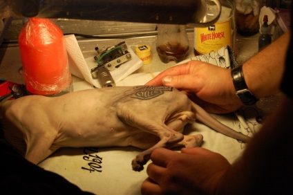 Animale tatuate