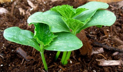 Dovleac într-o seră din policarbonat sau de plantare și îngrijire cu efect de seră, cu care se poate planta aproape, erbicide